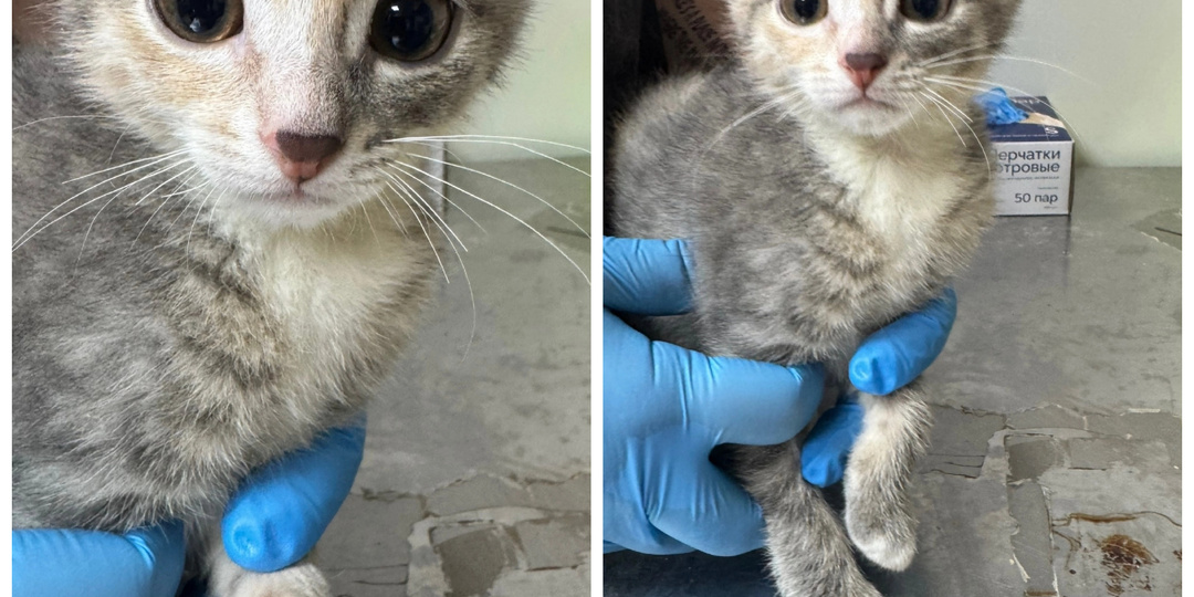 Знакомьтесь со спасенными с улиц города и бывшедомашней кошечкой