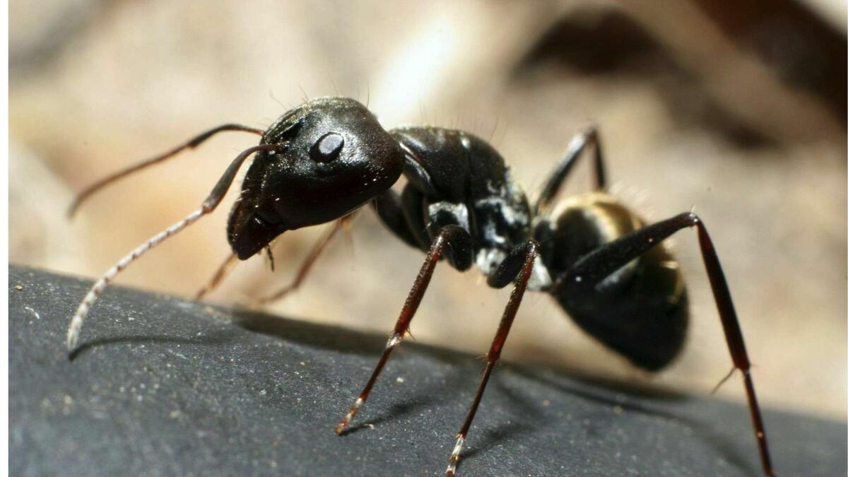Фото с сайта: https://optikguru.ru/ants-11/
