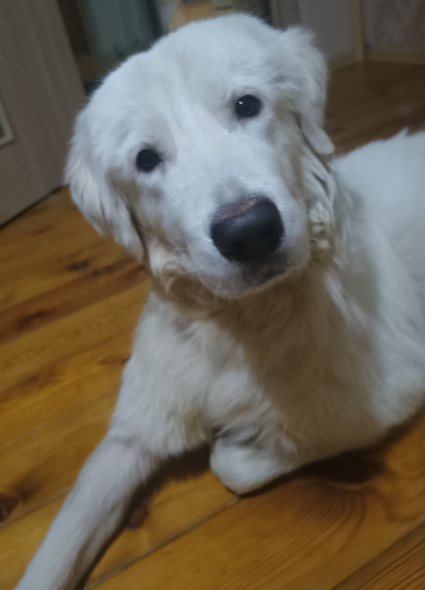 Граф, он же Графуля - любимый пёс 🐕