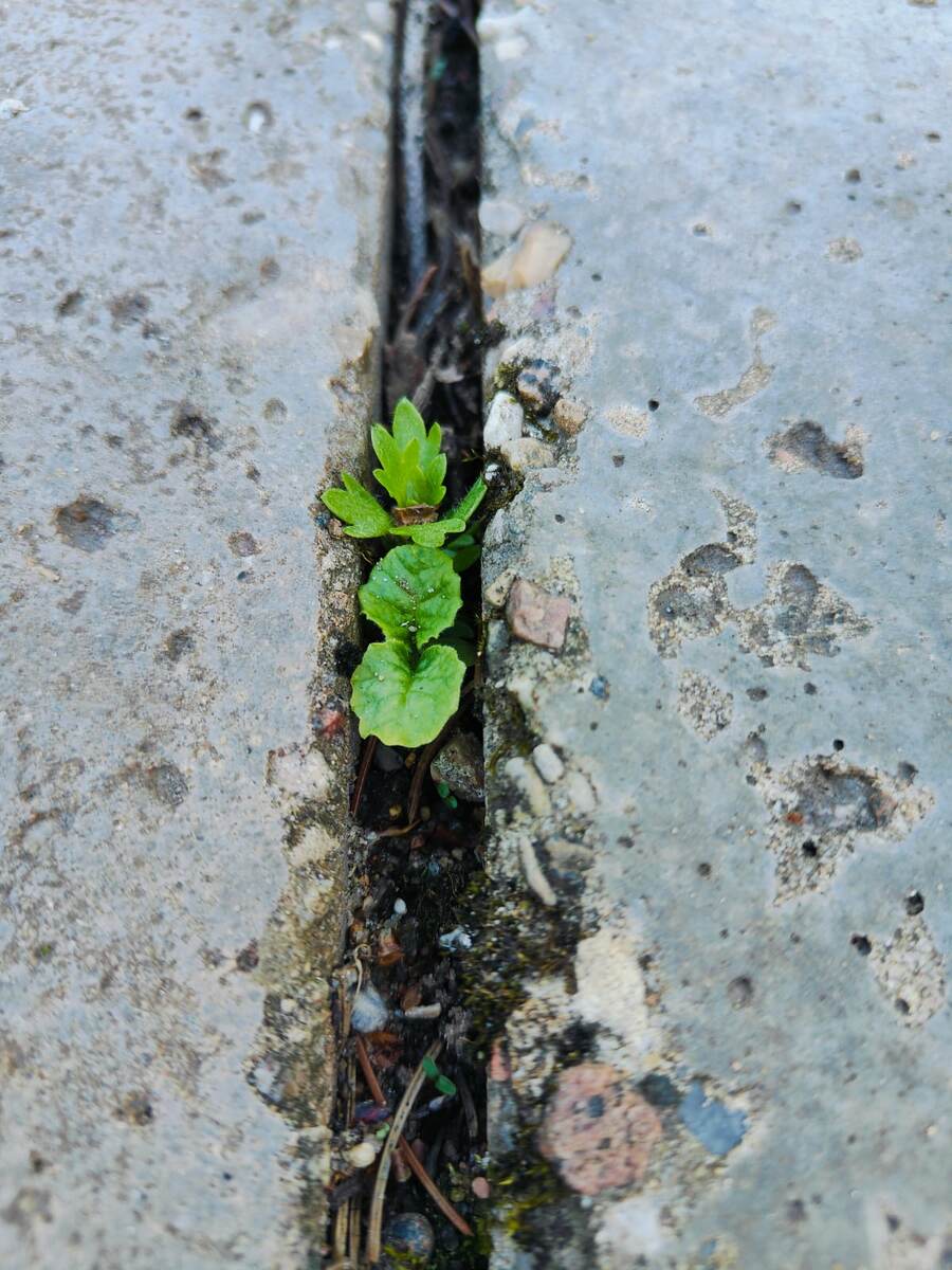 Сеянец примулы и камнеломки Арендса.