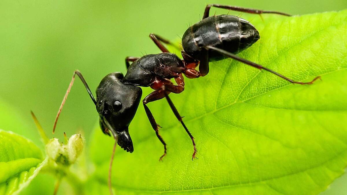 Фото с сайта: https://www.empirepestcontrols.com/eastern-carpenter-ant/