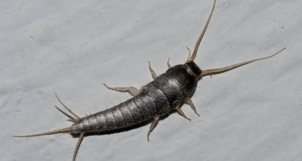 Маленький сигнал больших проблем. Чешуйница в вашем доме. Мало кто знает, почему она пришла