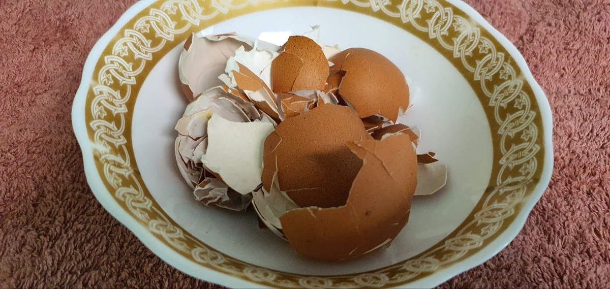 Яичную скорлупу не любят медведки и гусеницы