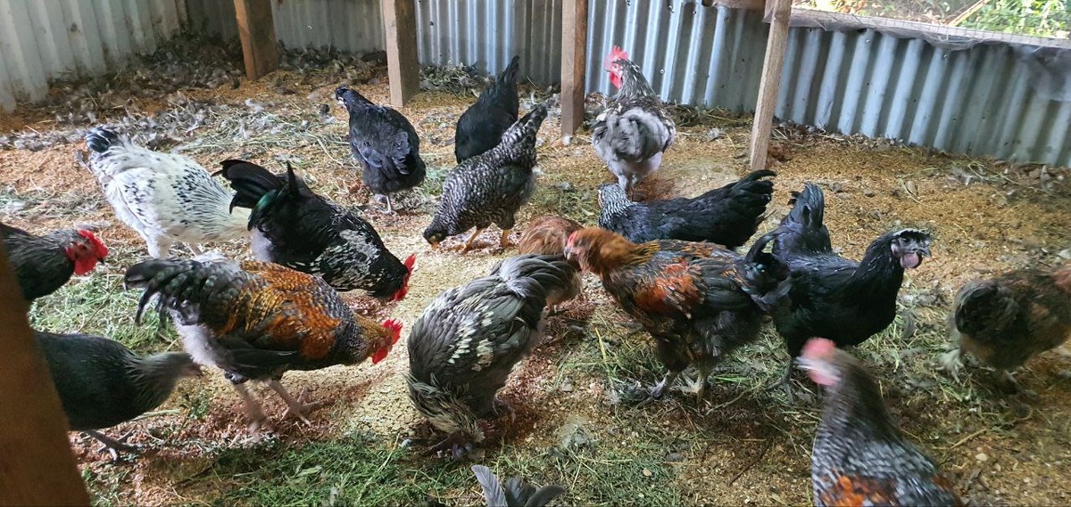 Куры с удовольствием едят яичную скорлупу