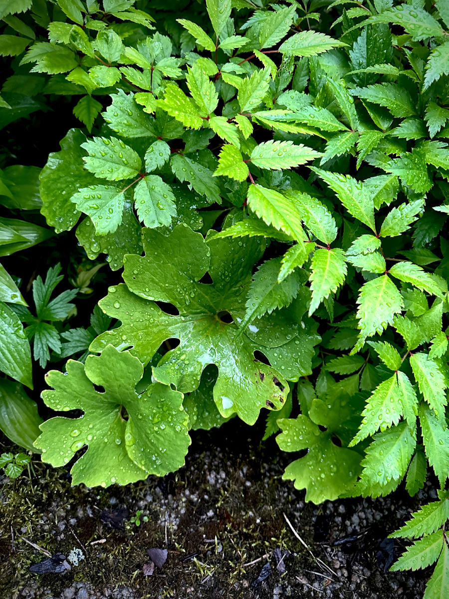 Сангвинария