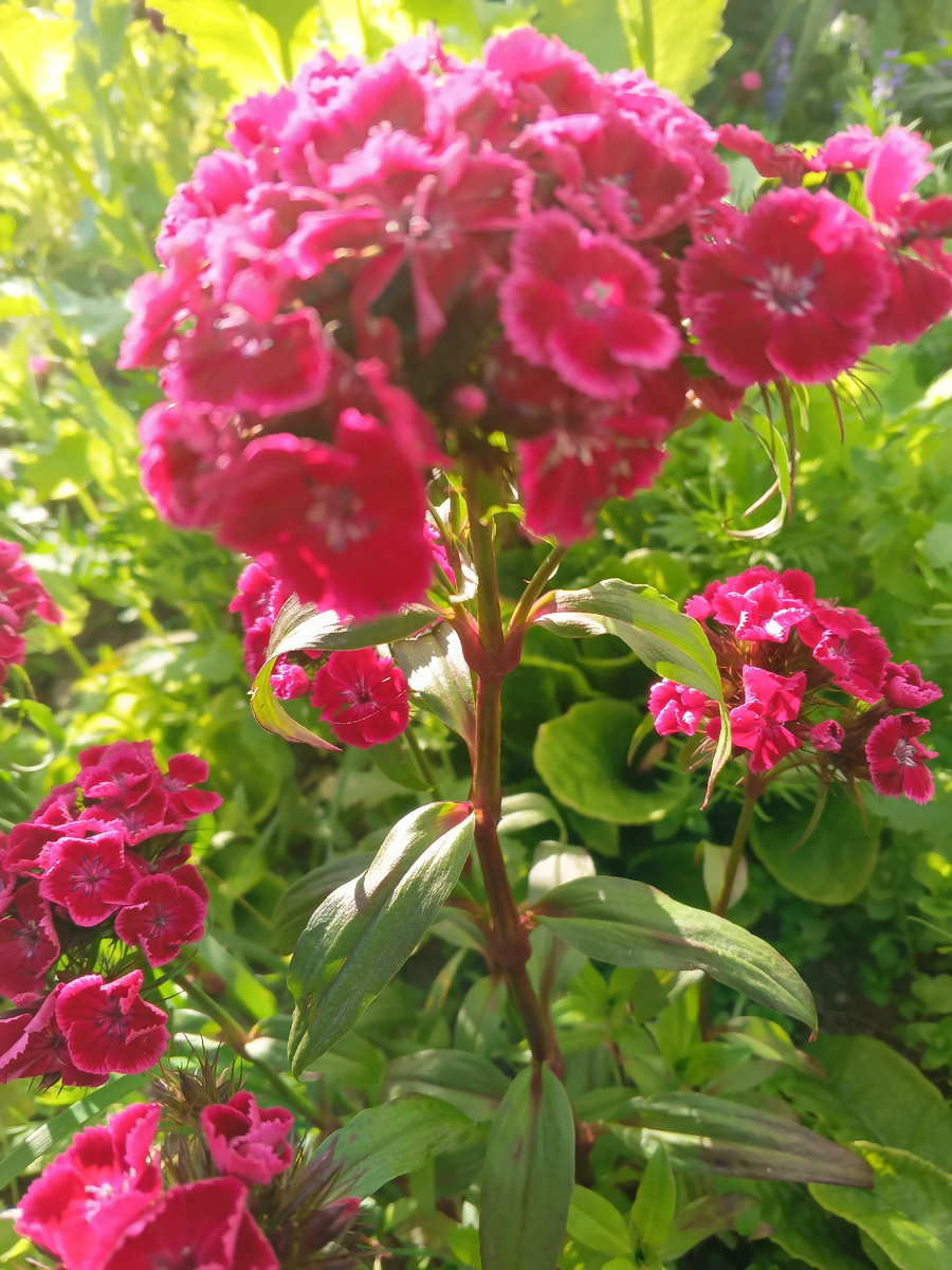 фото автора:развожу турецкие 🇹🇷 гвоздики