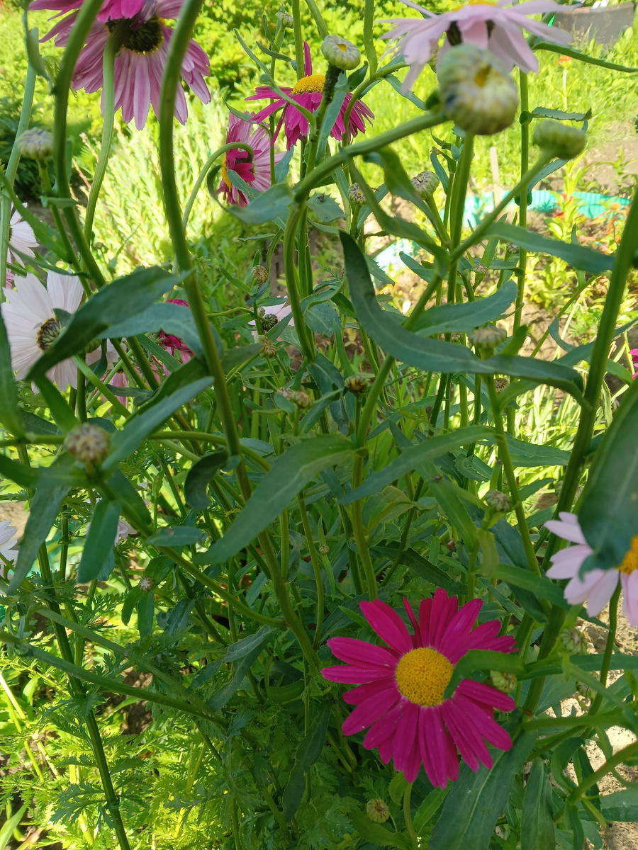 фото автора: многолетние цветы