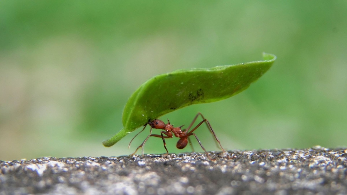 Фото с сайта: https://interestingengineering.com/science/diverse-plant-sourcing-for-bioenergy-to-protect-ants-and-biodiversity