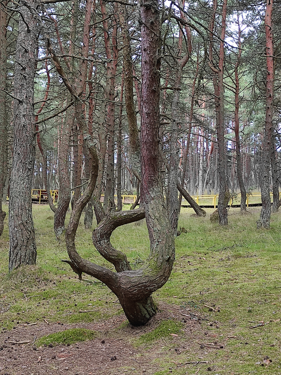 Танцующий лес