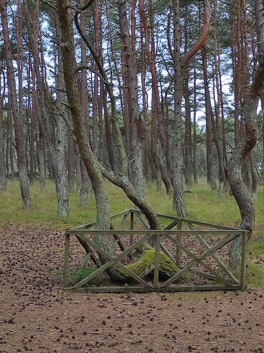 Танцующий лес