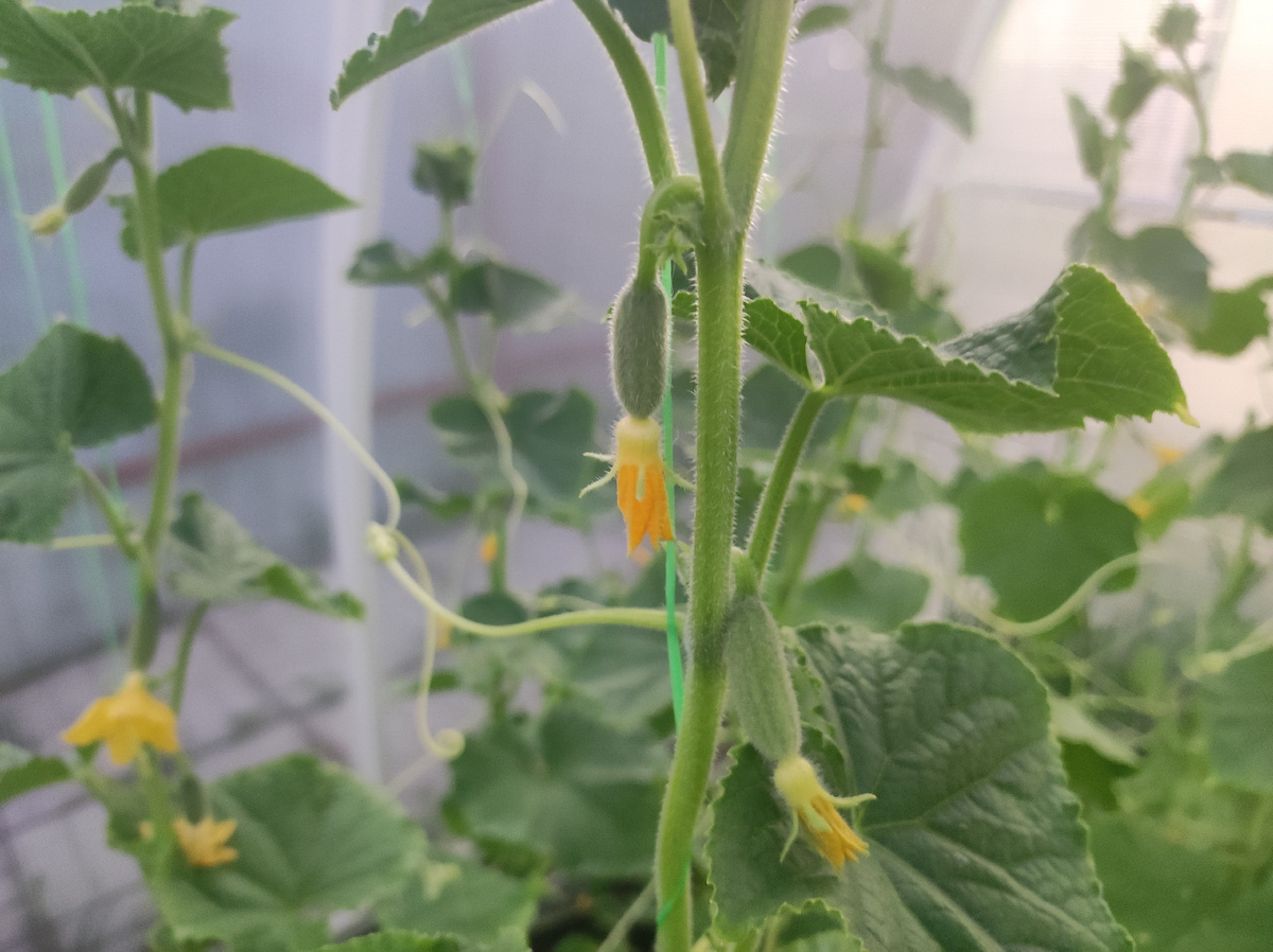 Фото автора, огурцы в теплице, конец июня 2025 года