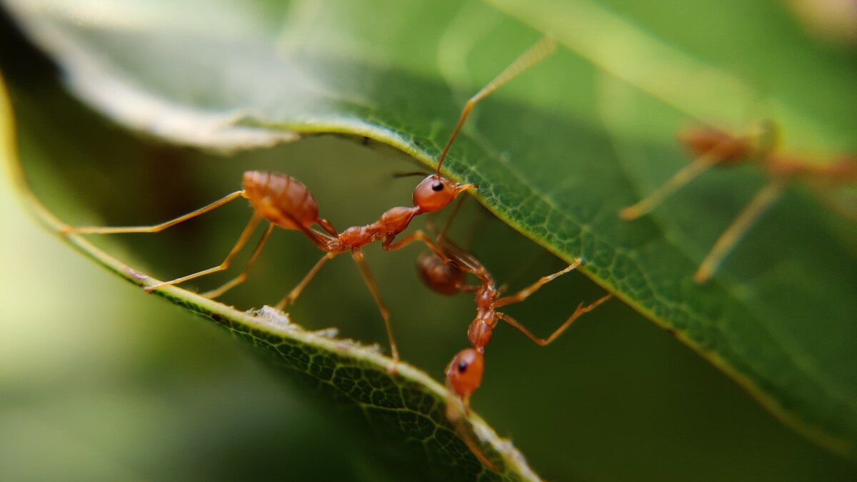Фото с сайта: https://bizmedia.kz/2023-09-20-uchenye-obnaruzhili-parazit-prevrashhayushhij-muravev-v-zombi/