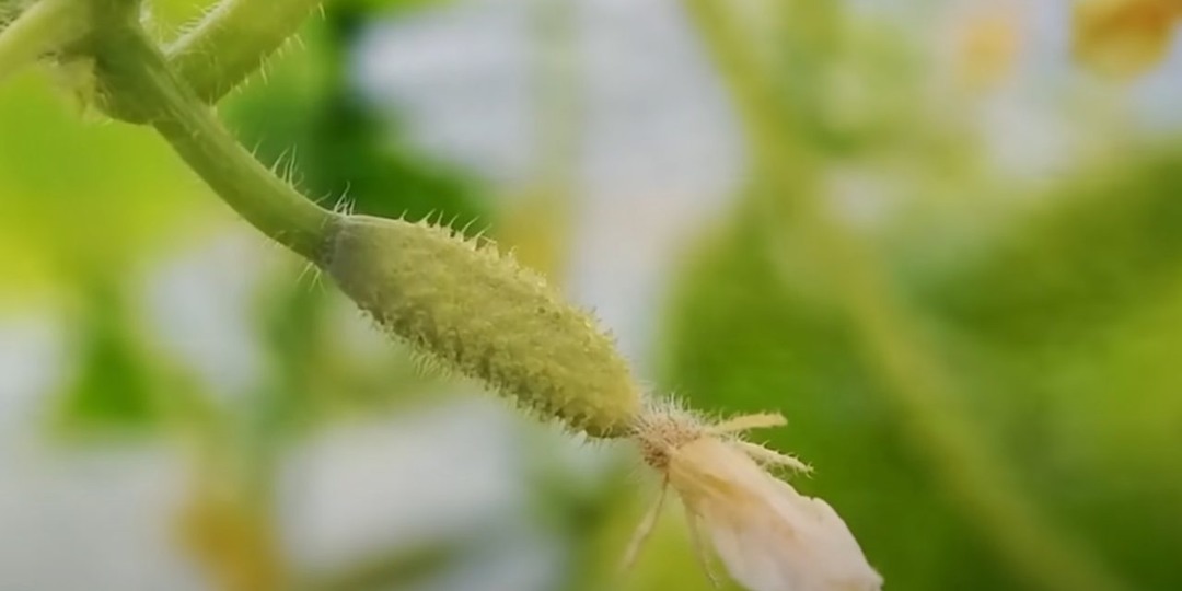 Паутинный клещ на огурцах: почему заводится, как бороться и чем обрабатывать огород и теплицы