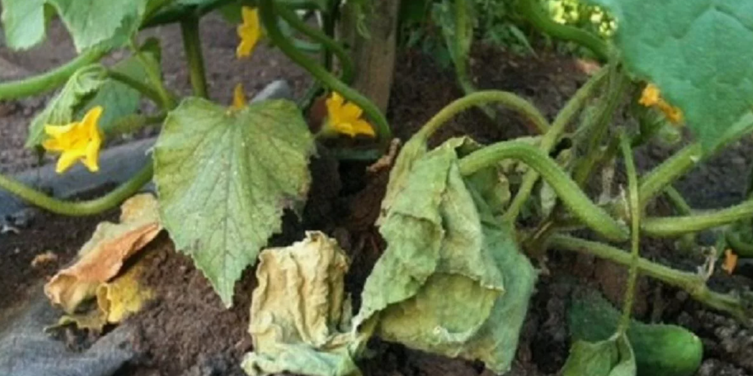 Вянут листья на огурцах: 3 причины