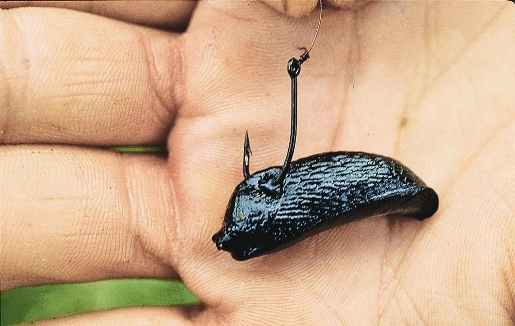 Фото с сайта: https://www.astrahanfishing.ru