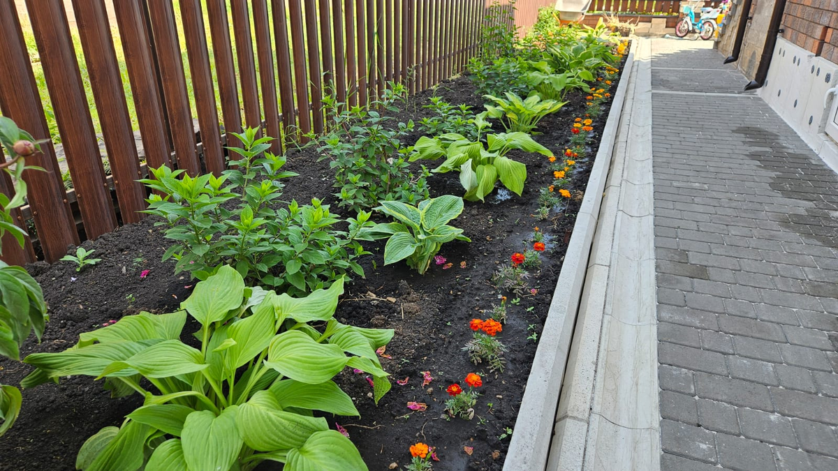 Хостам, например, повышенная влажность - хорошо