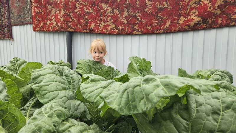Одни растения любят влажную погоду, другие - нет