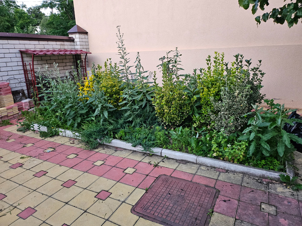 Мамина клуба. Фото до начала уборки двора 