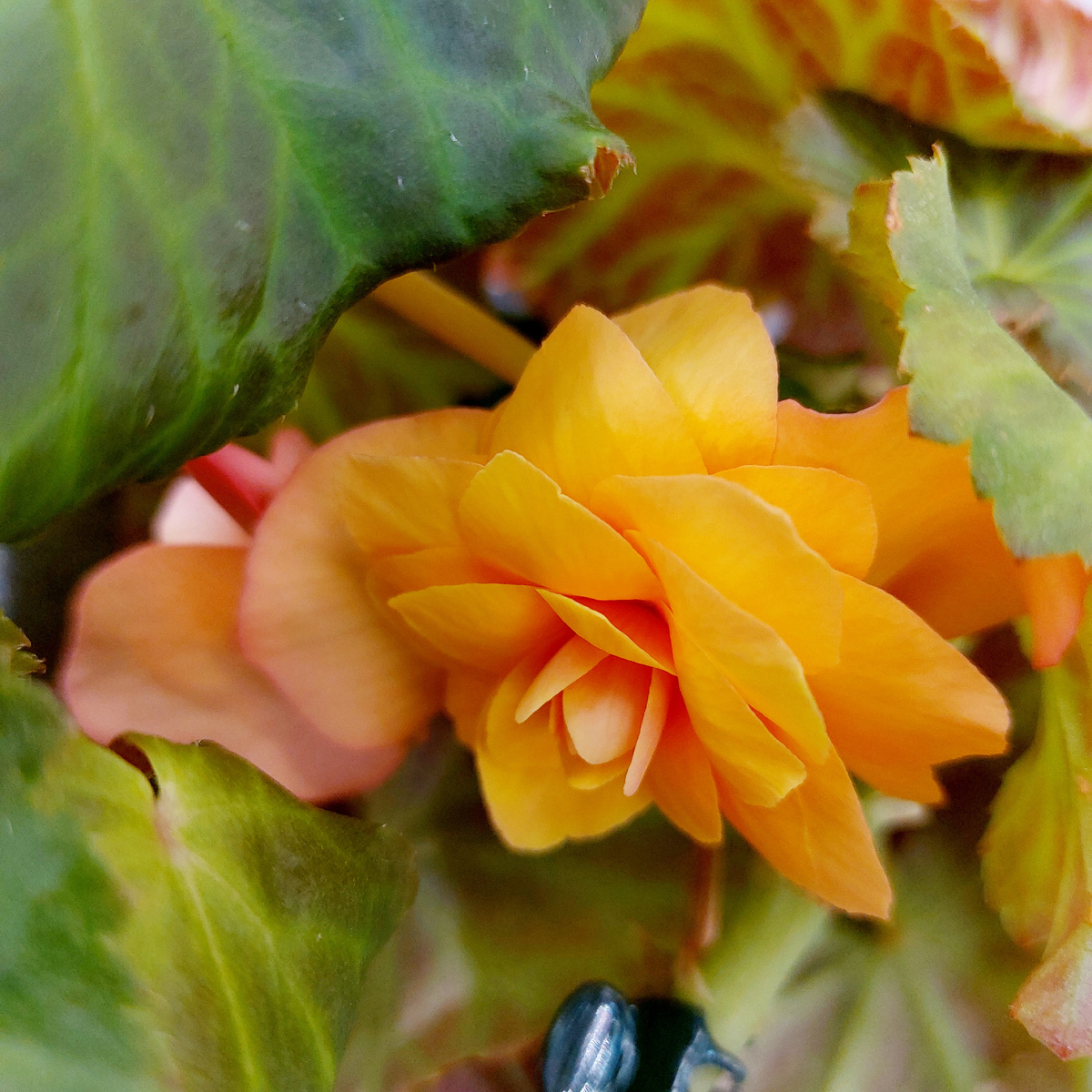 Бегония элатиор Solenia Apricot