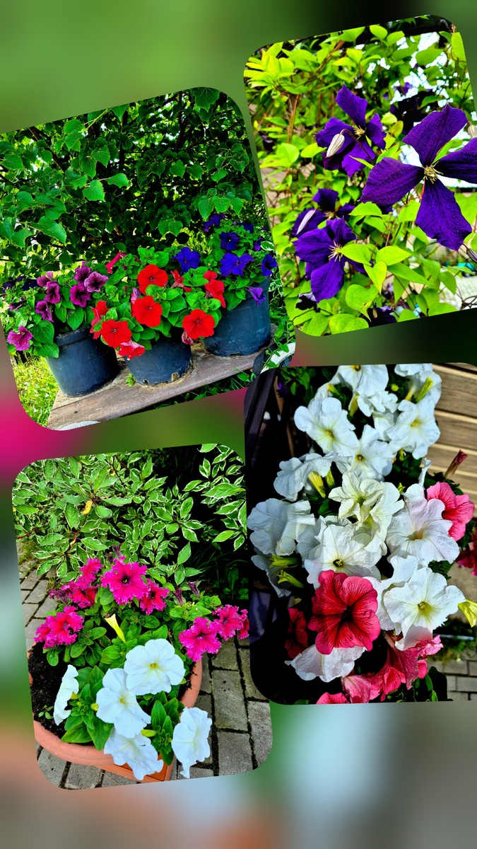 Петунии и клематис