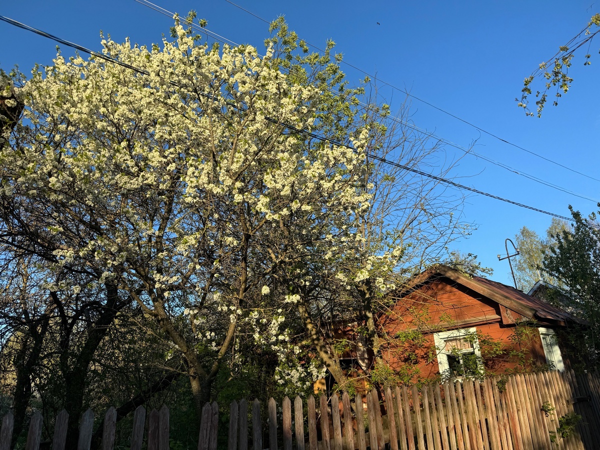    Растения-агрессоры: эти деревья истощают почву на дачном участке - настоящие паразиты в саду