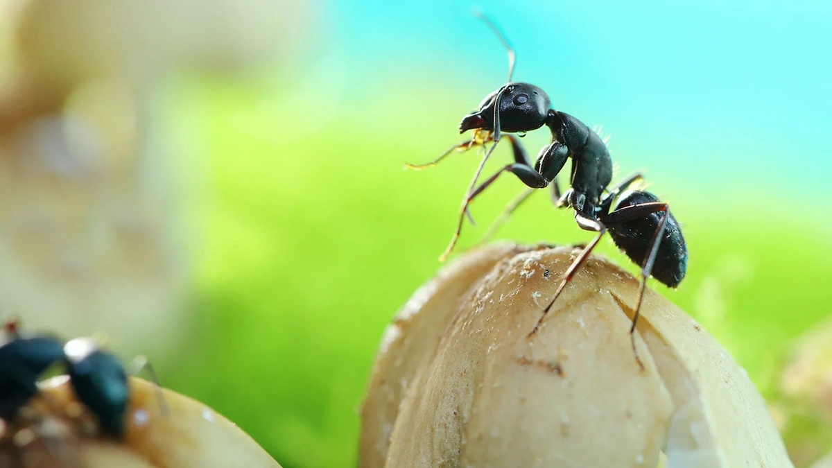 Фото с сайта: https://coolwallpapers.me/ant-wallpapers/
