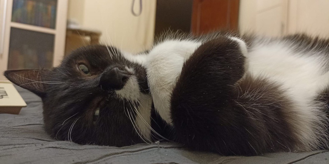 К этому коту приезжали на смотрины, но вместо него уезжали другие коты. Мы думали, он не уедет домой никогда
