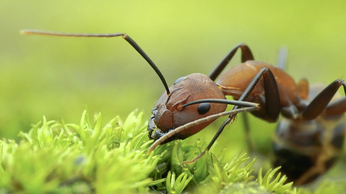 Фото с сайта: https://greeniq.co/how-to-get-rid-of-ants-in-grass/