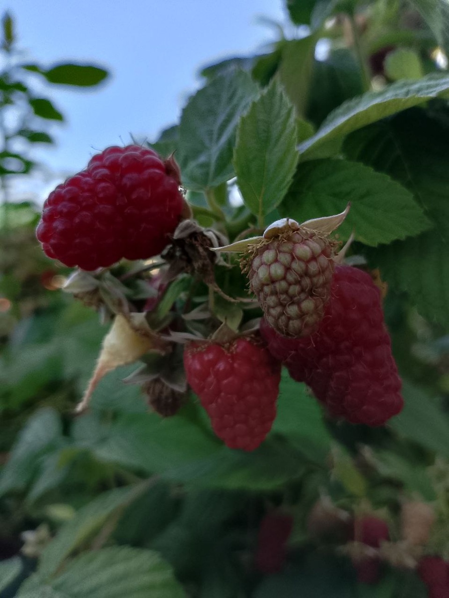 Малина с нашего сада 