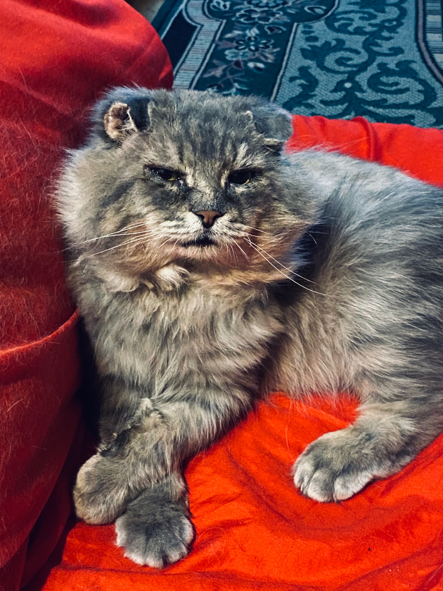 Именно так и должна себя вести Младшая Кошь - все делать быстро и молча! Везде фото автора.