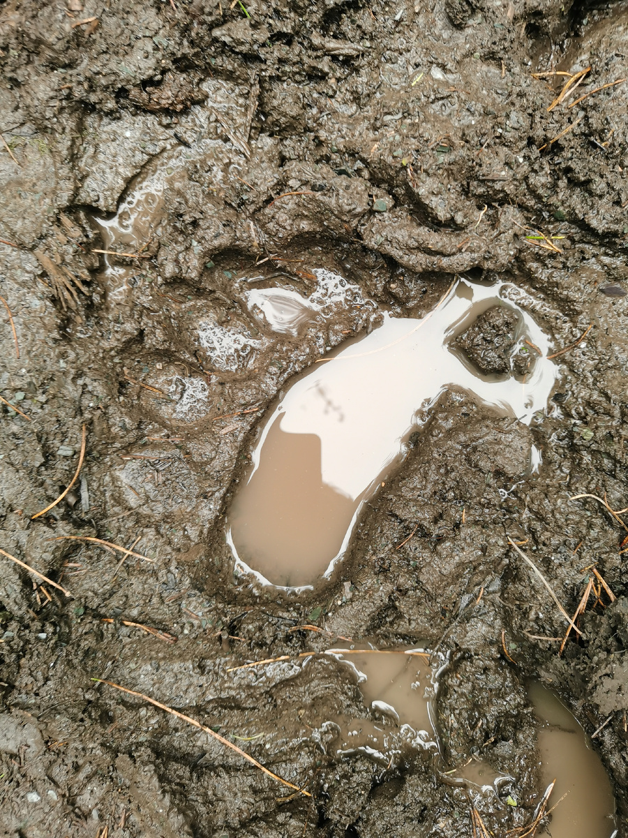 свежий след медведя