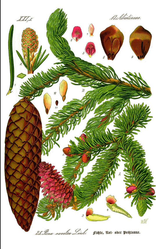 Ботанический рисунок  из книги О. В. Томе Flora von Deutschland, Österreich und der Schweiz, 1885