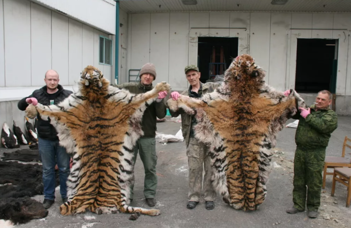 Несмотря на жесткие запреты, до сих пор существуют браконьеры, которые охотятся на редких тигров для сбыта частей больших кошек в Китай, где за охоту на тигров - смертная казнь.