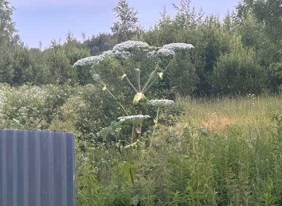 Борщевик за забором