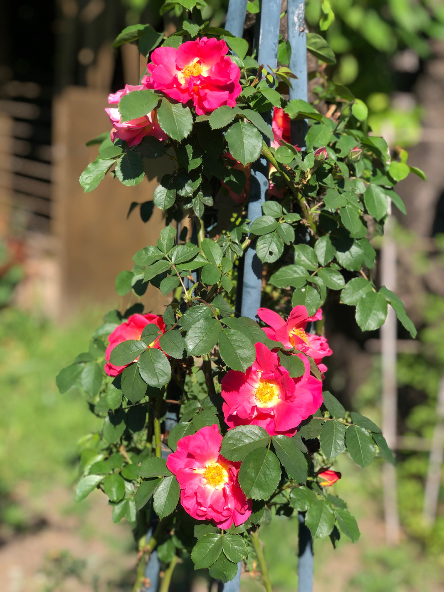 Первое лето розы «Баяццо» в новом саду.