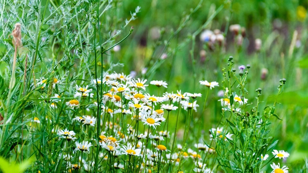    Фото: Svetlana Vozmilova/Globallookpress