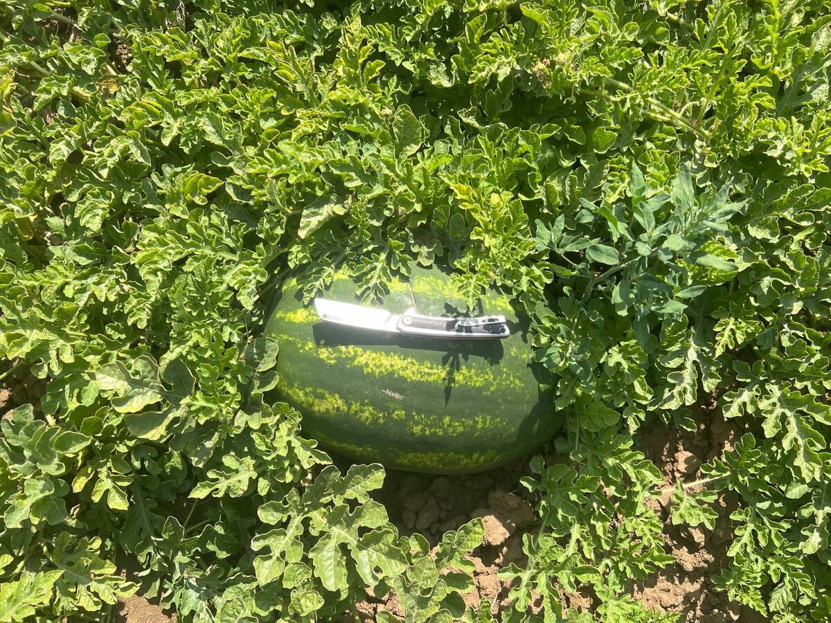 Арбуз оптом от производителя 2025 год. Донецк; Луганск; Мариуполь; Ростов-на-Дону; Москва; Санкт-Петербург. Copany Market