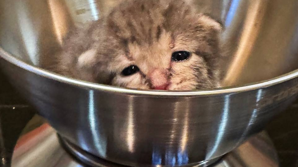 Говорим «спасибо» и делимся хорошими новостями! 😸