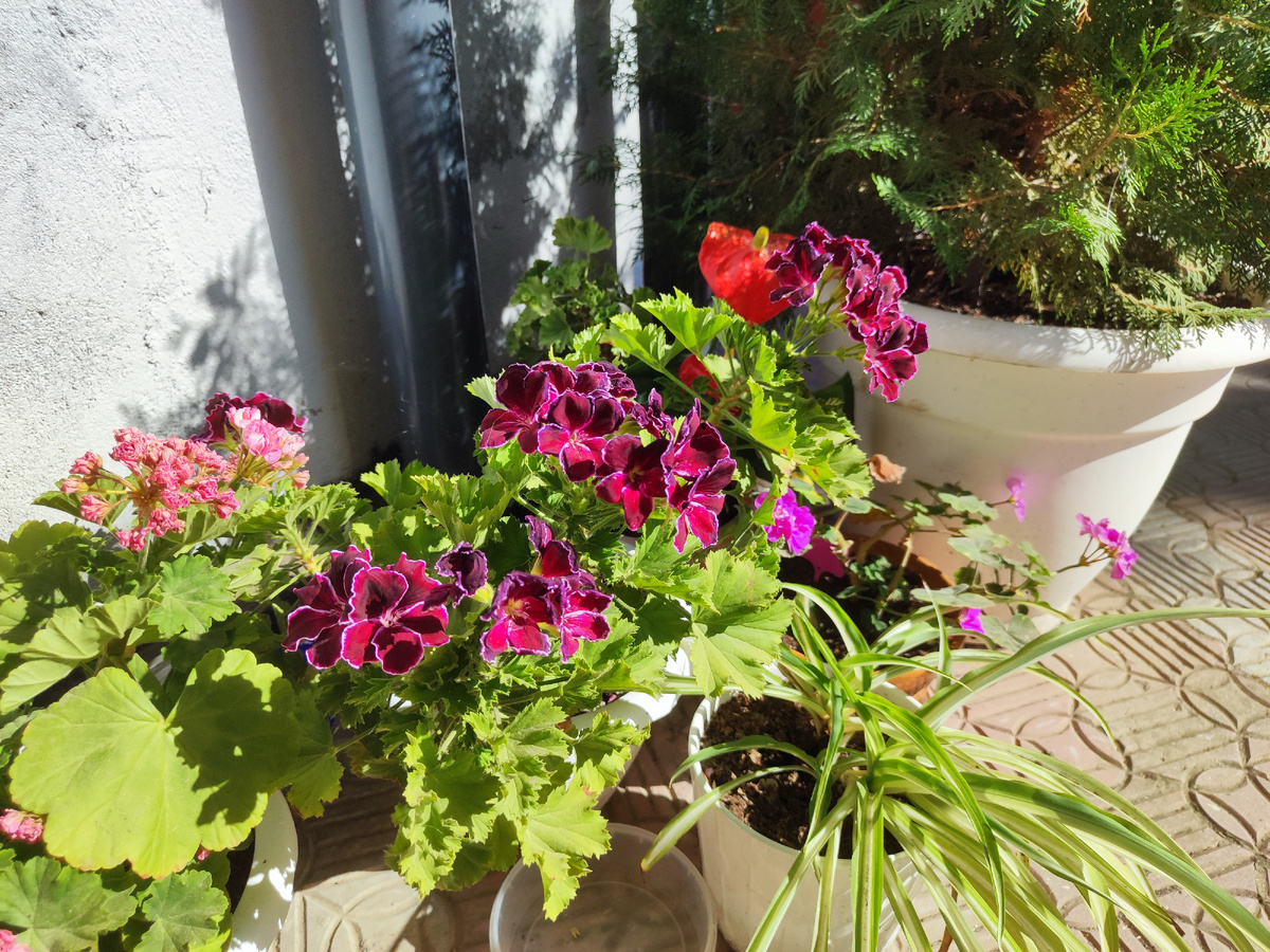 Цветут пеларгонии во дворе 