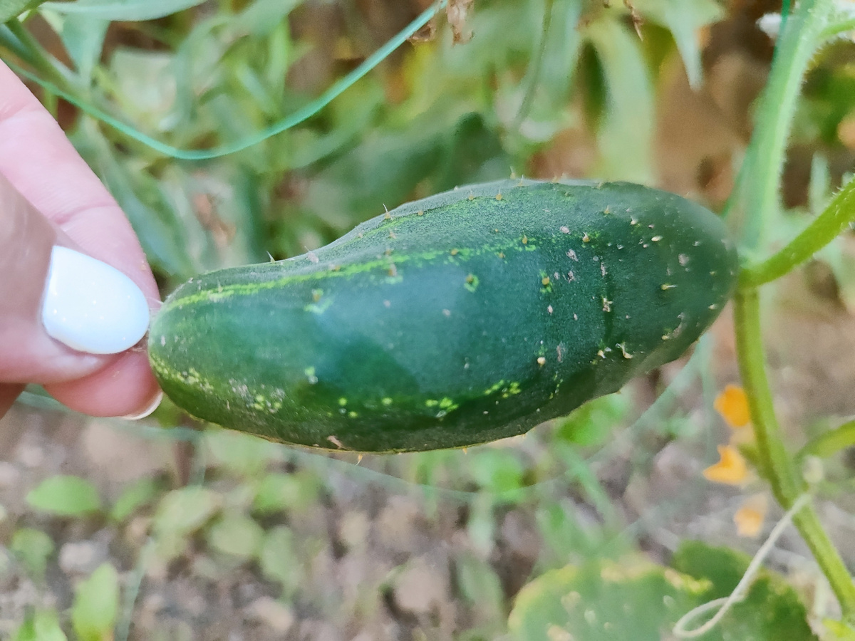 Первый огурец! Я поздно сажала огурцы 