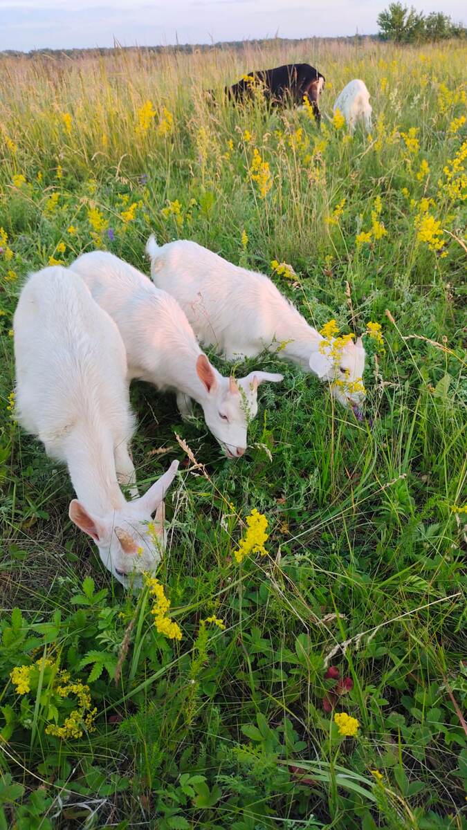 Козлятушки – ребятушки!