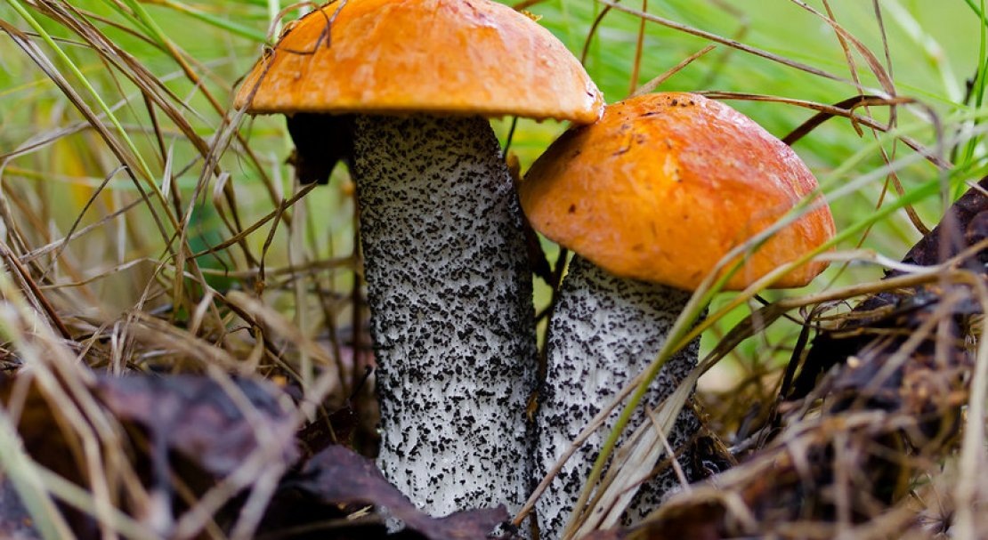 Подосиновики