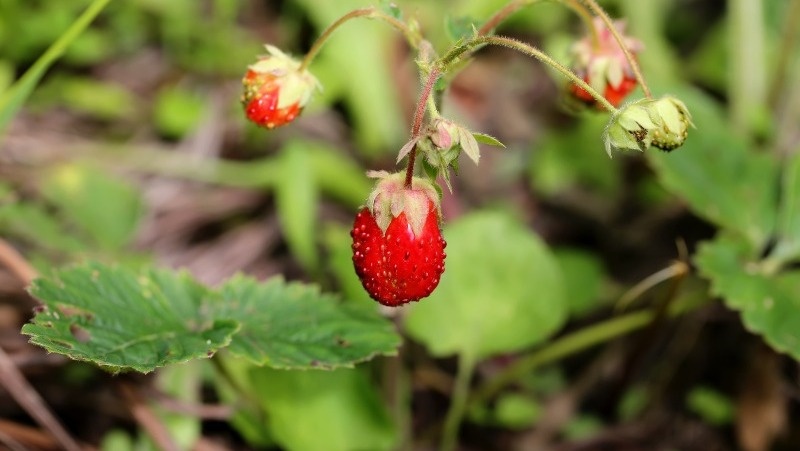      Фото: @sabyna75 / freepik.com