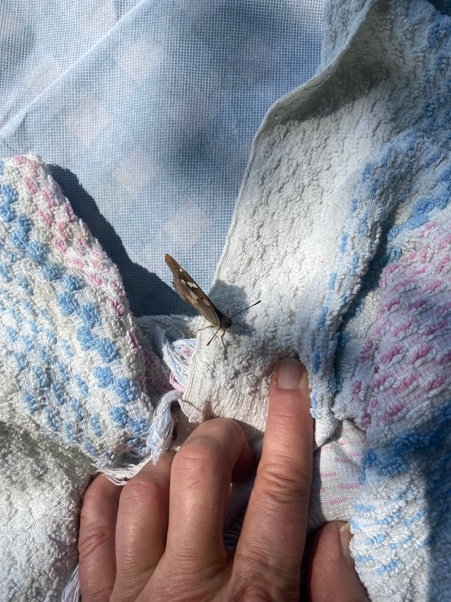 Бабочка на пляже