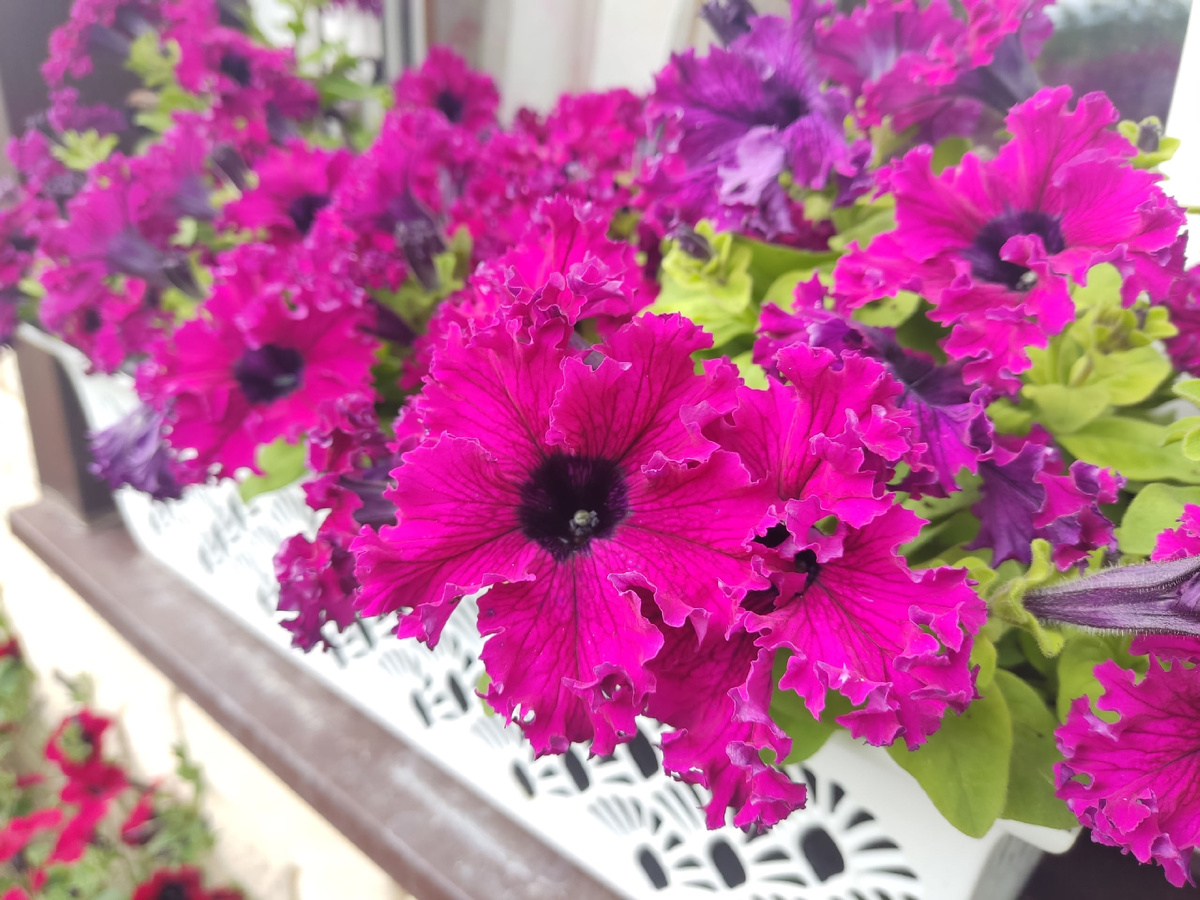 Воланы цветка