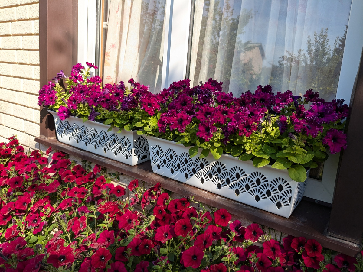 Петуния Espresso Frappe