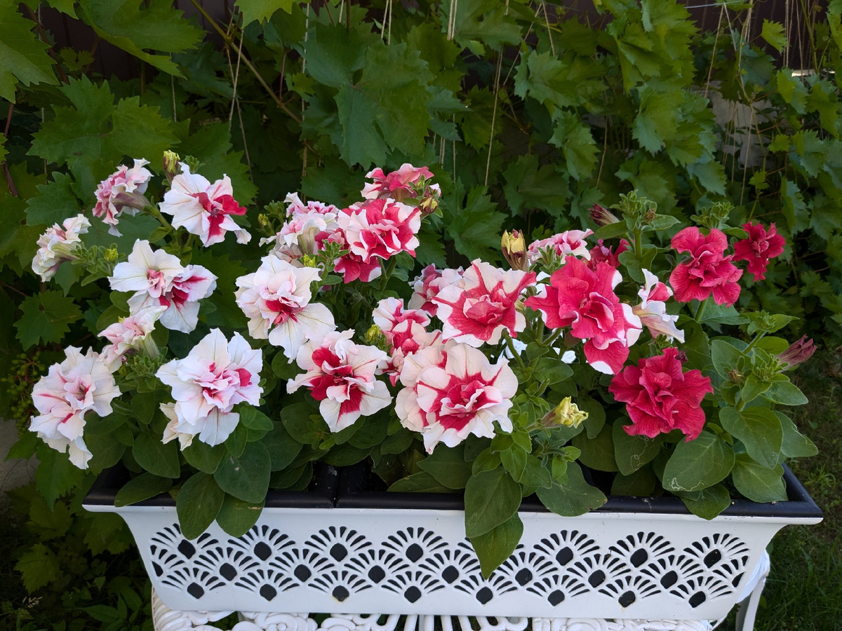 Петуния Pirouette Red - бело-красная