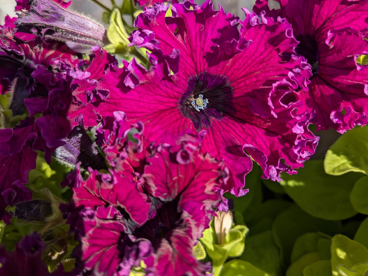 Голубые тычинки