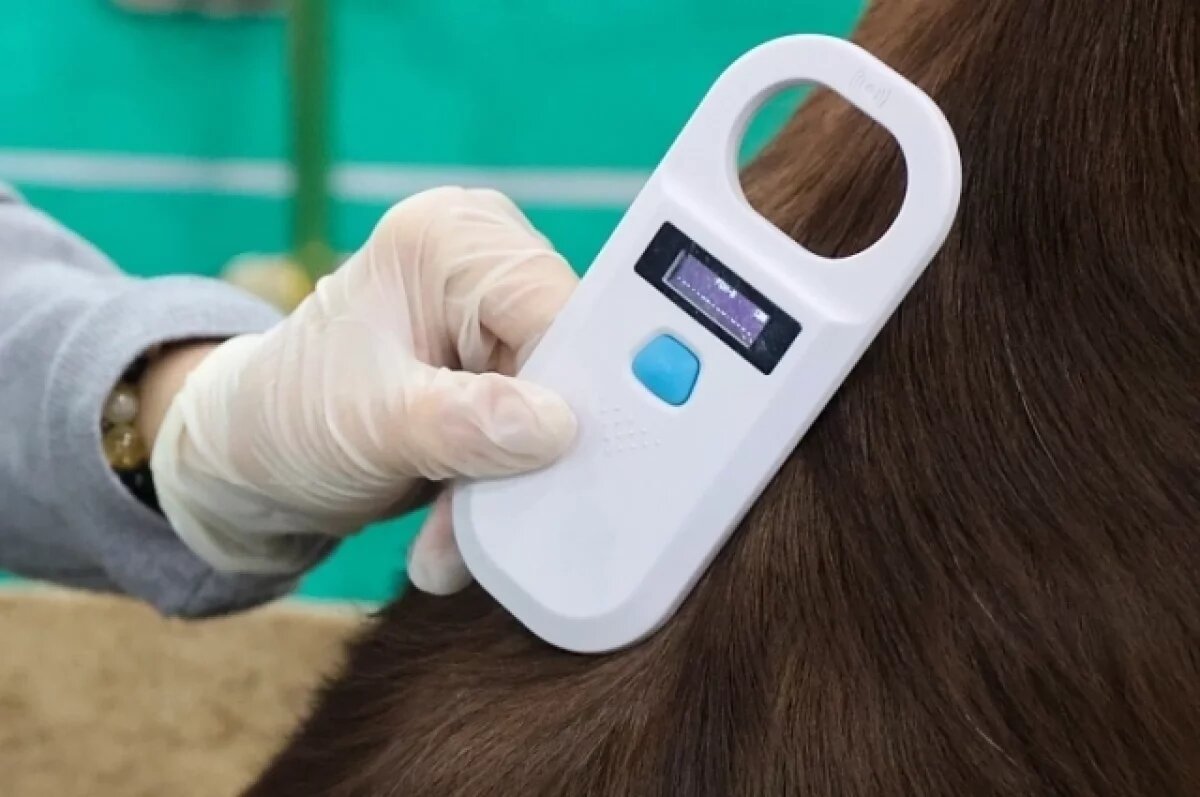    В Приморье начались рейды по выявлению незарегистрированных животных