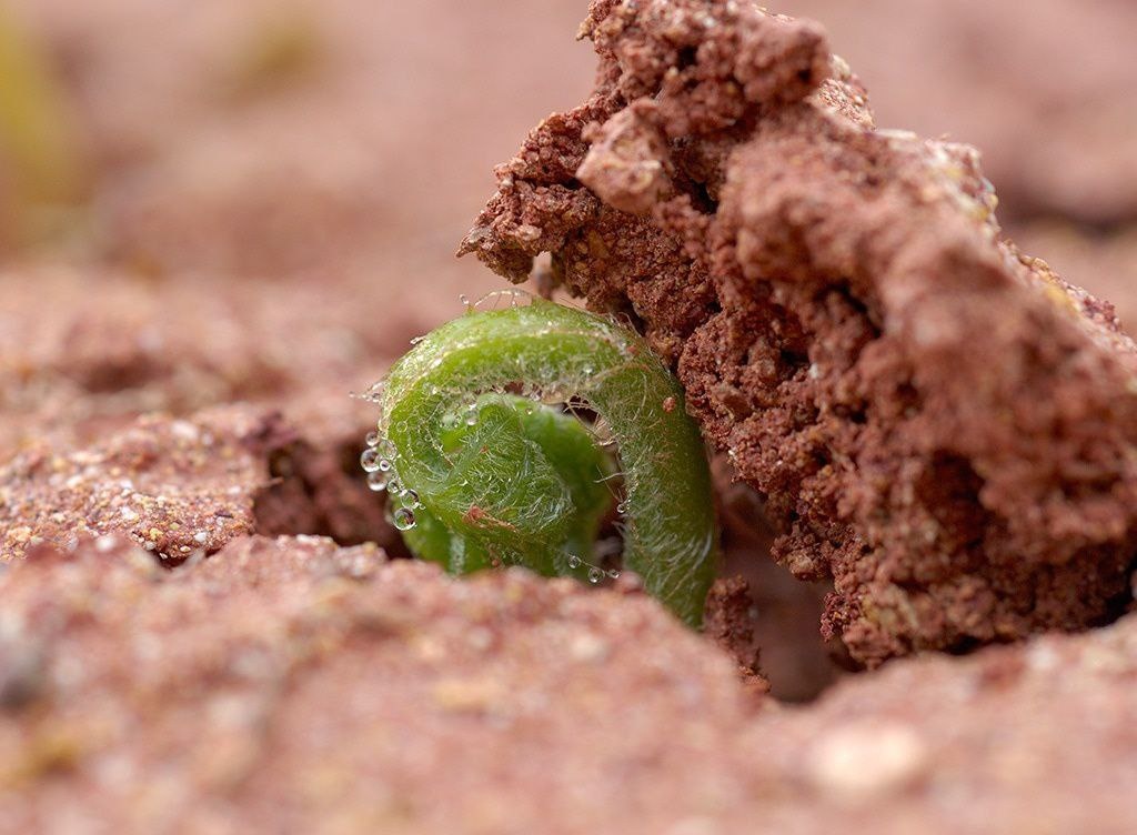 Фото: Папоротник на Камчатке / Кроноцкий заповедник